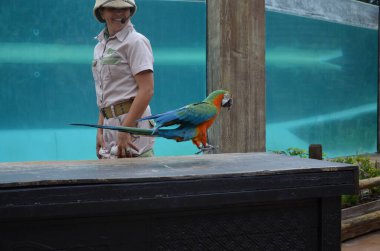 Tenerife, İspanya 03.20.2018: Orman parkında bir zooloji merkezi olarak papağanların gösterimi