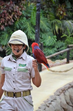 Tenerife, İspanya 03.20.2018: Orman parkında bir zooloji merkezi olarak papağanların gösterimi