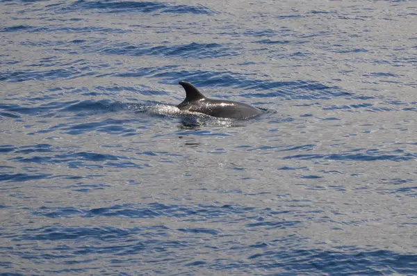 Divocí Delfíni Blízko Tenerife Plavání — Stock fotografie