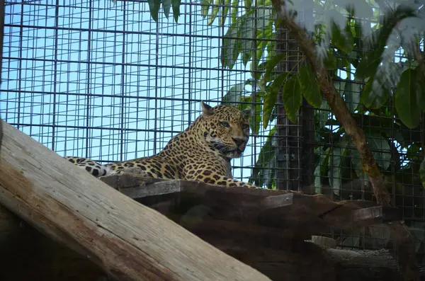 Фахард Panthera Pardus Фелль Парке Тенерифе — стоковое фото