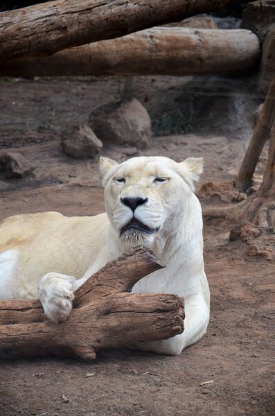 Old white lioness in the Jungle Park in Tenerife, Spain