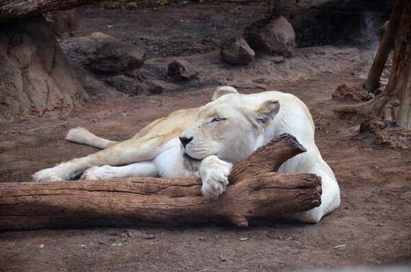 Old white lioness in the Jungle Park in Tenerife, Spain