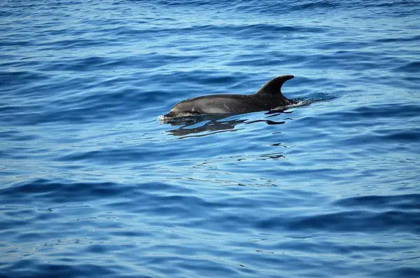 Vad Delfinek Közelében Tenerife Úszás — Stock Fotó