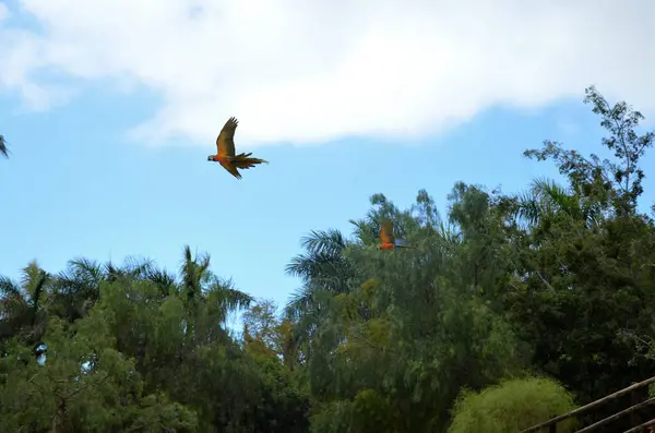 Tenerife Adasındaki Jungle Park Kuş Gösterisi — Stok fotoğraf