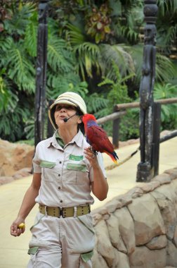 Tenerife, İspanya 03.20.2018: Orman parkında bir zooloji merkezi olarak papağanların gösterimi