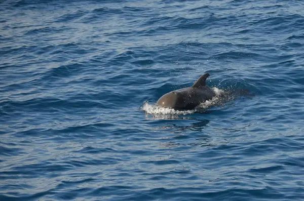 特内里费附近的野生海豚在游泳 — 图库照片