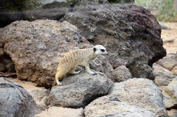 Meerkat Jungle Park Tenerife — Stock Photo, Image
