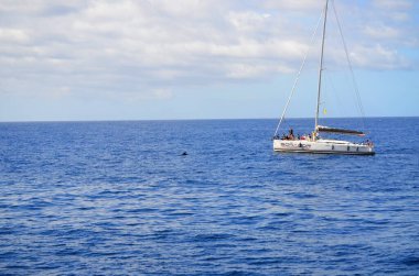 Costa Adeje, Tenerife 03.19.2018: Tenerife, Kanarya Adaları 'nın güneyindeki Costa de Adeje' de yunusları izleyen bir turist botu