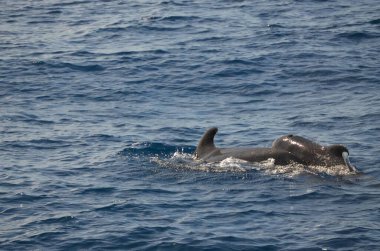 Tenerife yakınlarında yüzen vahşi yunuslar