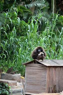 İspanya, Kanarya Adaları, Tenerife 'deki orman parkında beyaz elli bir şablon.