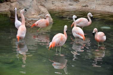 Pembe flamingo Parkı Tenerife (Kanarya İspanya) - hayvan arka plan