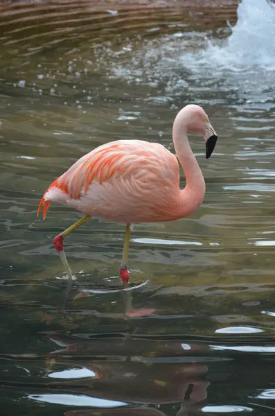 Rózsaszín Flamingó Park Tenerife Spanyolország Kanári Állati Háttér — Stock Fotó