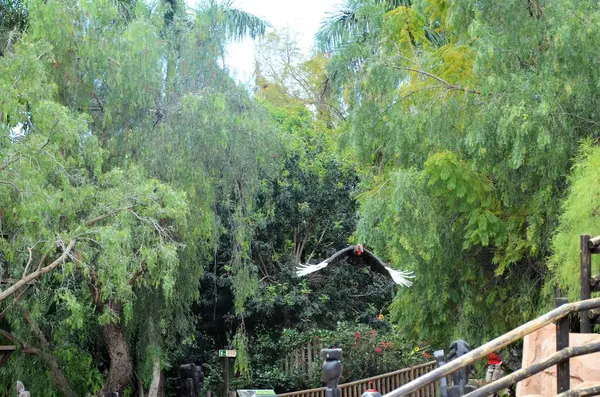 Publiczne Występy Ptaków Jungle Park Teneryfie — Zdjęcie stockowe