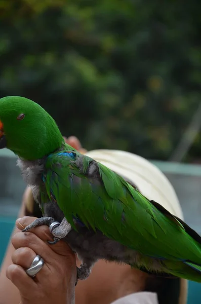 Teneryfa Hiszpania 2018 Prezentacja Papug Parku Dżungli Jako Ośrodka Zoologicznego — Zdjęcie stockowe