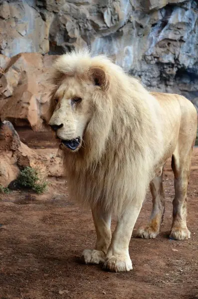 Old white lion in the Jungle Park in Tenerife, Spain
