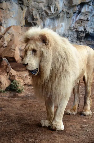 Old white lion in the Jungle Park in Tenerife, Spain