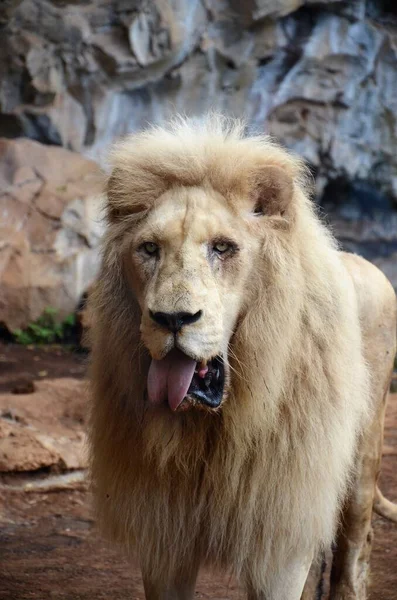 Alter Weißer Löwe Dschungelpark Auf Teneriffa Spanien — Stockfoto
