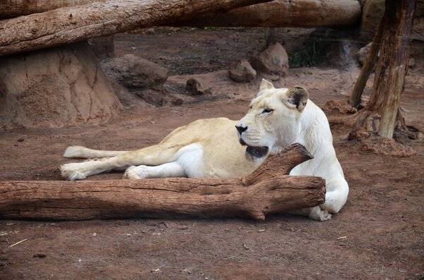 Old white lioness in the Jungle Park in Tenerife, Spain