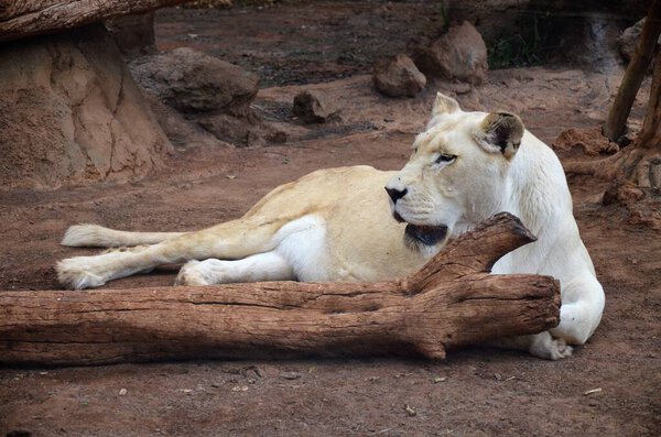 Old white lioness in the Jungle Park in Tenerife, Spain