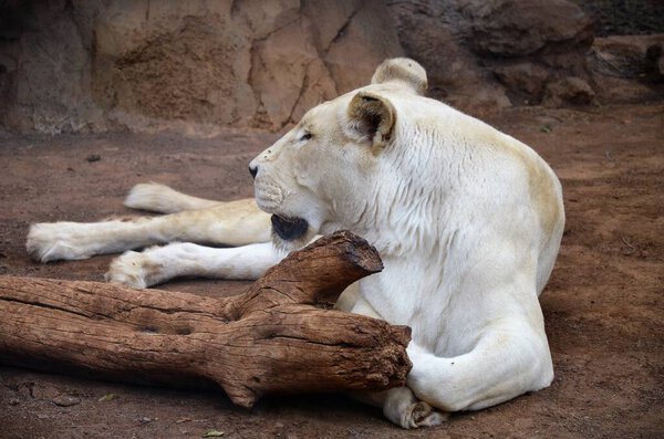 Old white lioness in the Jungle Park in Tenerife, Spain