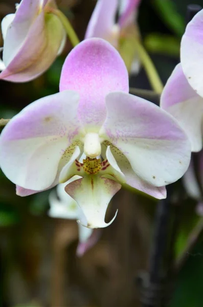 Fleurs Orchidée Jungle Park Tenerife — Photo