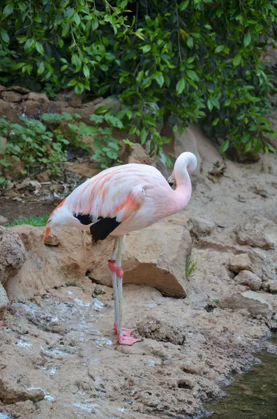 Roze Flamingo Park Tenerife Canarische Spanje Dierlijke Achtergrond — Stockfoto