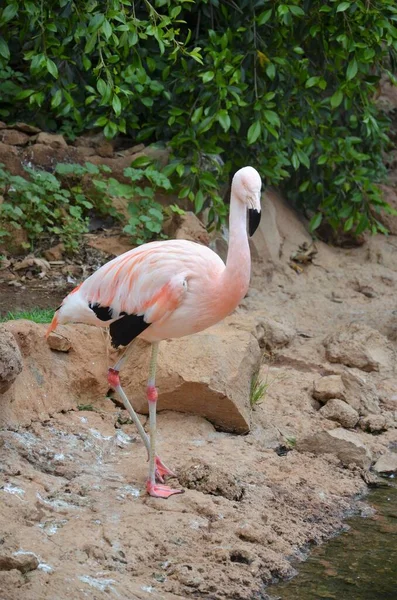 Pink Flamingo Park Tenerife Canary Spain Animal Background — Stock Photo, Image