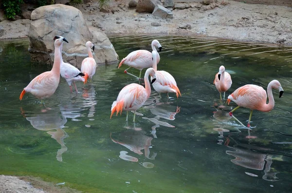 Fenicottero Rosa Nel Parco Tenerife Canarie Spagna Sfondo Animale — Foto Stock