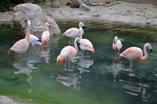 Pink Flamingo Parku Teneryfa Hiszpania Kanarek Tło Zwierzę — Zdjęcie stockowe