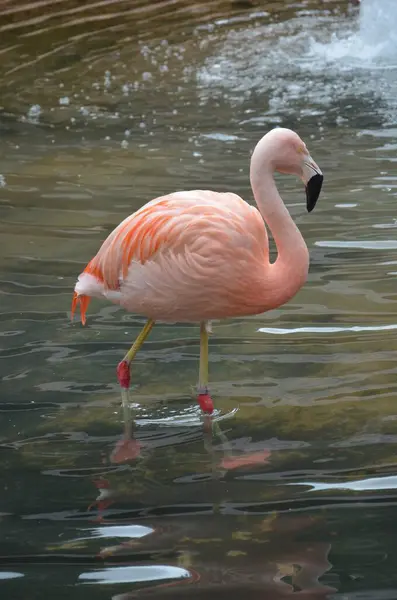 Розовый Фламинго Парке Тенерифе Канарская Испания Животный Фон — стоковое фото