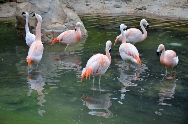 Flamingo Rosa Parque Tenerife Canária Espanha Fundo Animal — Fotografia de Stock