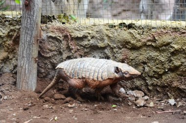Orman Parkı, Tenerife 'de dokuz bantlı armadillo (Dasypus novemcinctus)