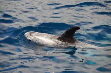 Tenerife yakınlarında yüzen vahşi yunuslar