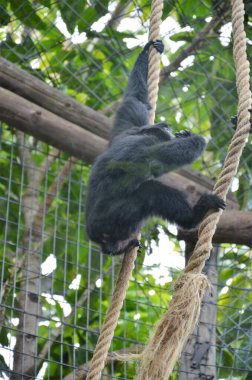 Siamang Tenerife, İspanya 'daki Orman Parkı' nda.
