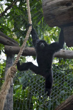 Siamang Tenerife, İspanya 'daki Orman Parkı' nda.