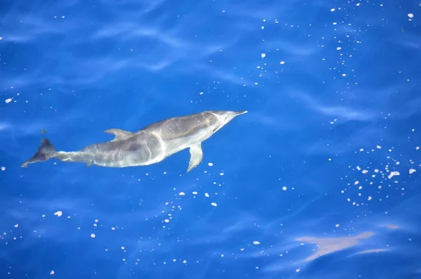 Delfini Selvatici Vicino Tenerife Nuoto — Foto Stock