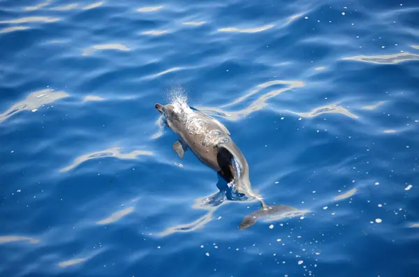 Wilde Delfijnen Buurt Van Tenerife Zwemmen — Stockfoto