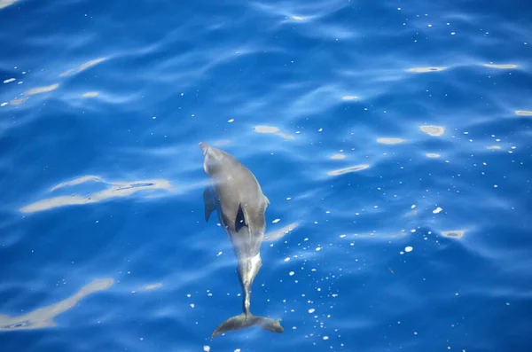 Delfini Selvatici Vicino Tenerife Nuoto — Foto Stock