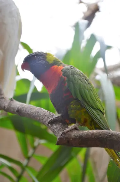 Δημόσια Εμφάνιση Πουλιών Στο Πάρκο Ζούγκλας Στην Τενερίφη — Φωτογραφία Αρχείου
