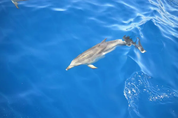 Dzikie Delfiny Pobliżu Teneryfy — Zdjęcie stockowe