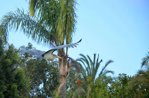 Marabu Afrikalı Orman Parkı Tenerife Adası — Stok fotoğraf