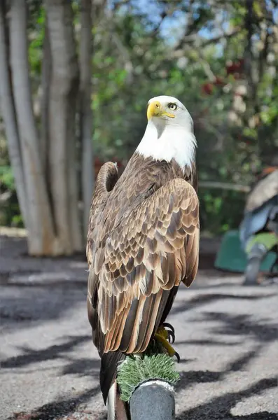 Weißkopfseeadler Affenpark Des Zoos Teneriffa — Stockfoto