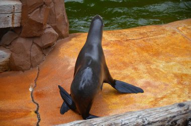 Tenerife Jungle parkta deniz aslanı.