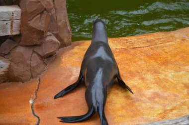 Tenerife Jungle parkta deniz aslanı.