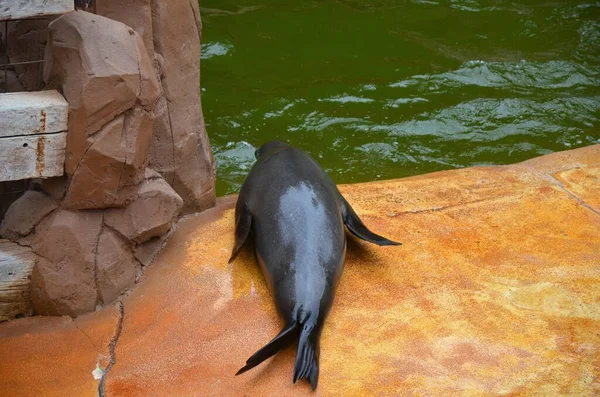 Tenerife Jungle parkta deniz aslanı.