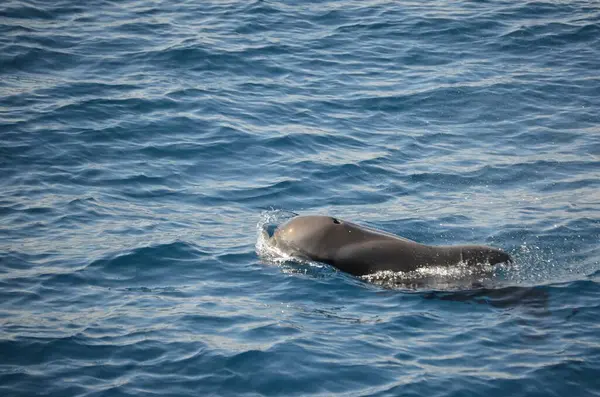 Delfines Salvajes Cerca Tenerife Nadando — Foto de Stock