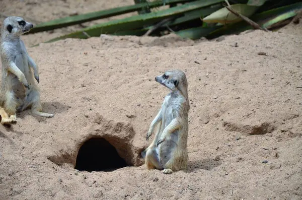 Meerkat Djungelparken Teneriffa — Stockfoto