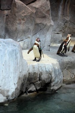 Orman Parkı, Tenerife 'de tutsak penguenlerin hayatı