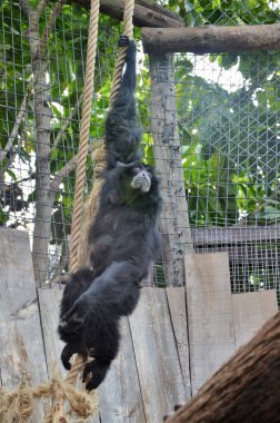 Siamang Tenerife, İspanya 'daki Orman Parkı' nda.