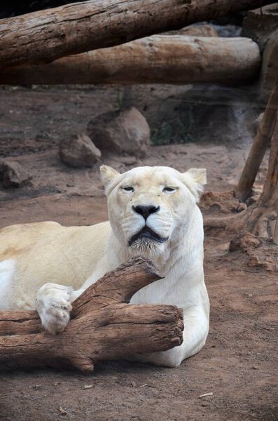 Old white lioness in the Jungle Park in Tenerife, Spain
